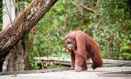 Borneo Orangutan Milli Parkı