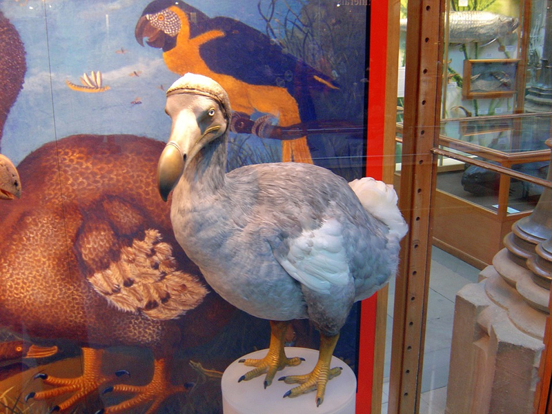 Mauritius'ta yaşamış ve nesli tükenmiş tombul ve gagası uzun dodo kuşu