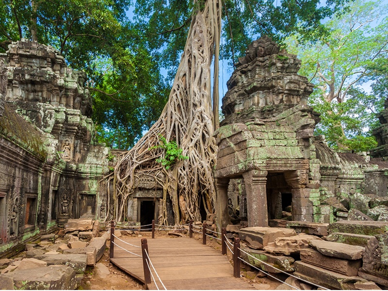 Angkorwat tapınağında geniş ve köklü ağaç gövdelerinin oluşturduğu görüntü
