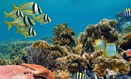 Su altında sarı renkli balıklar ve mercanlar