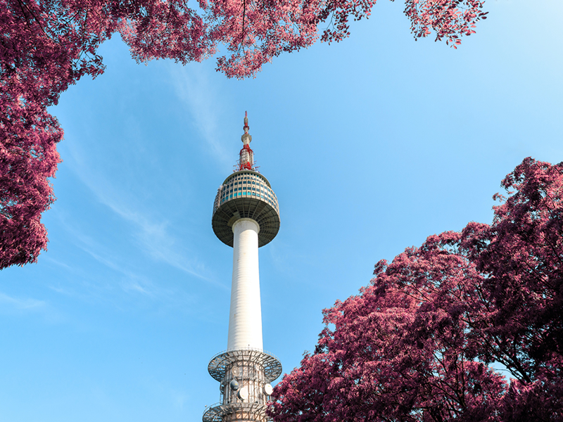 Seul'da kiraz ağacı çiçekleri arasından Namsan kulesi