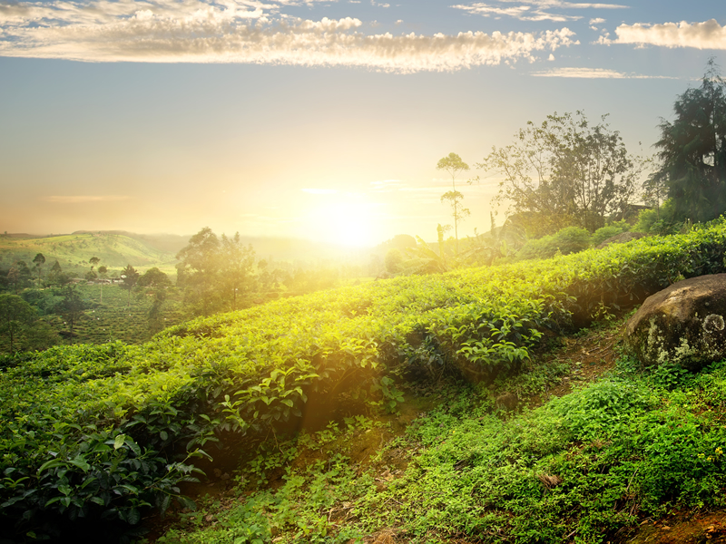 sri lanka çay bahçesinde gün batımı