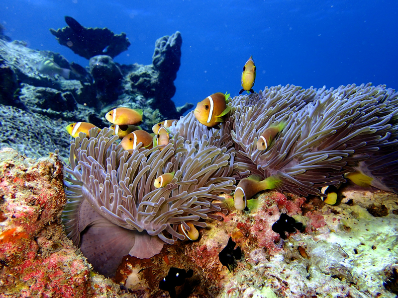 Maldivlerde su altındaki renkli balıklar